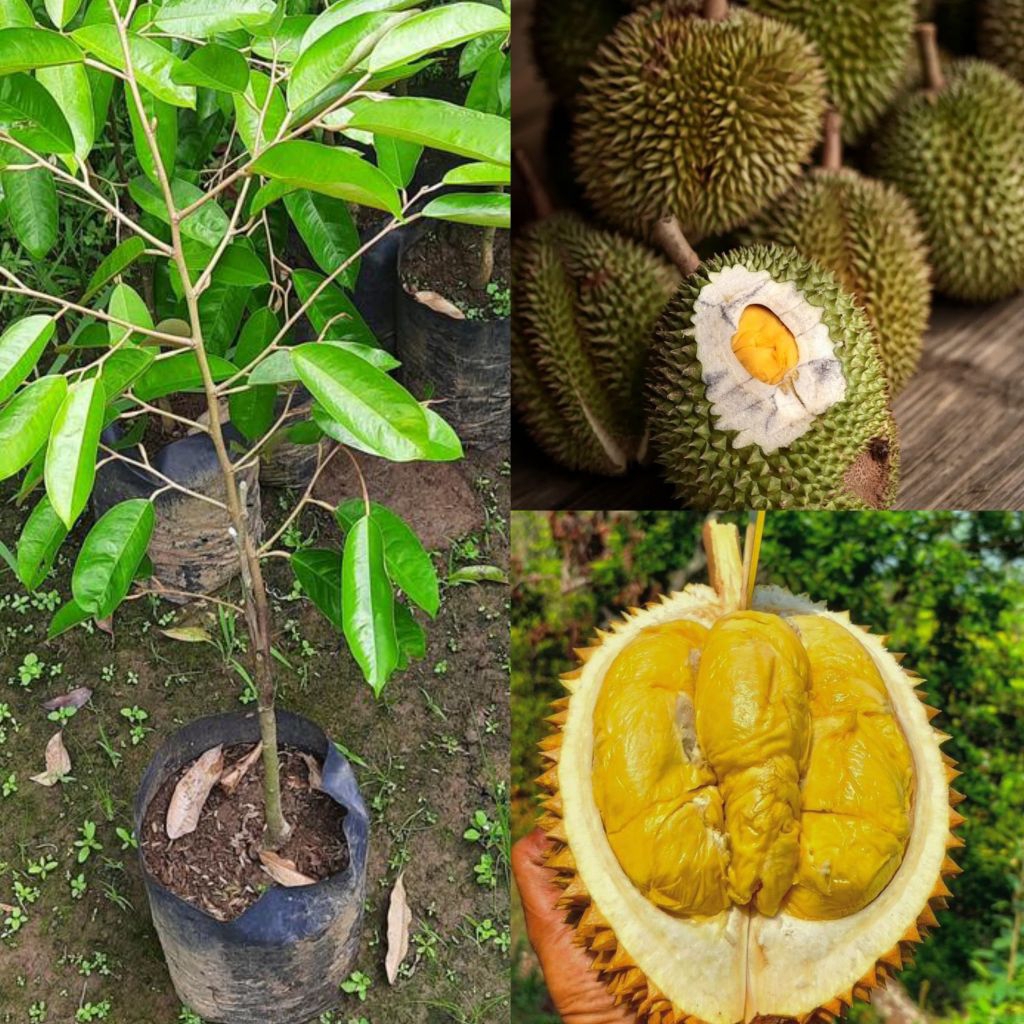 Bibit Durian Super Tembaga