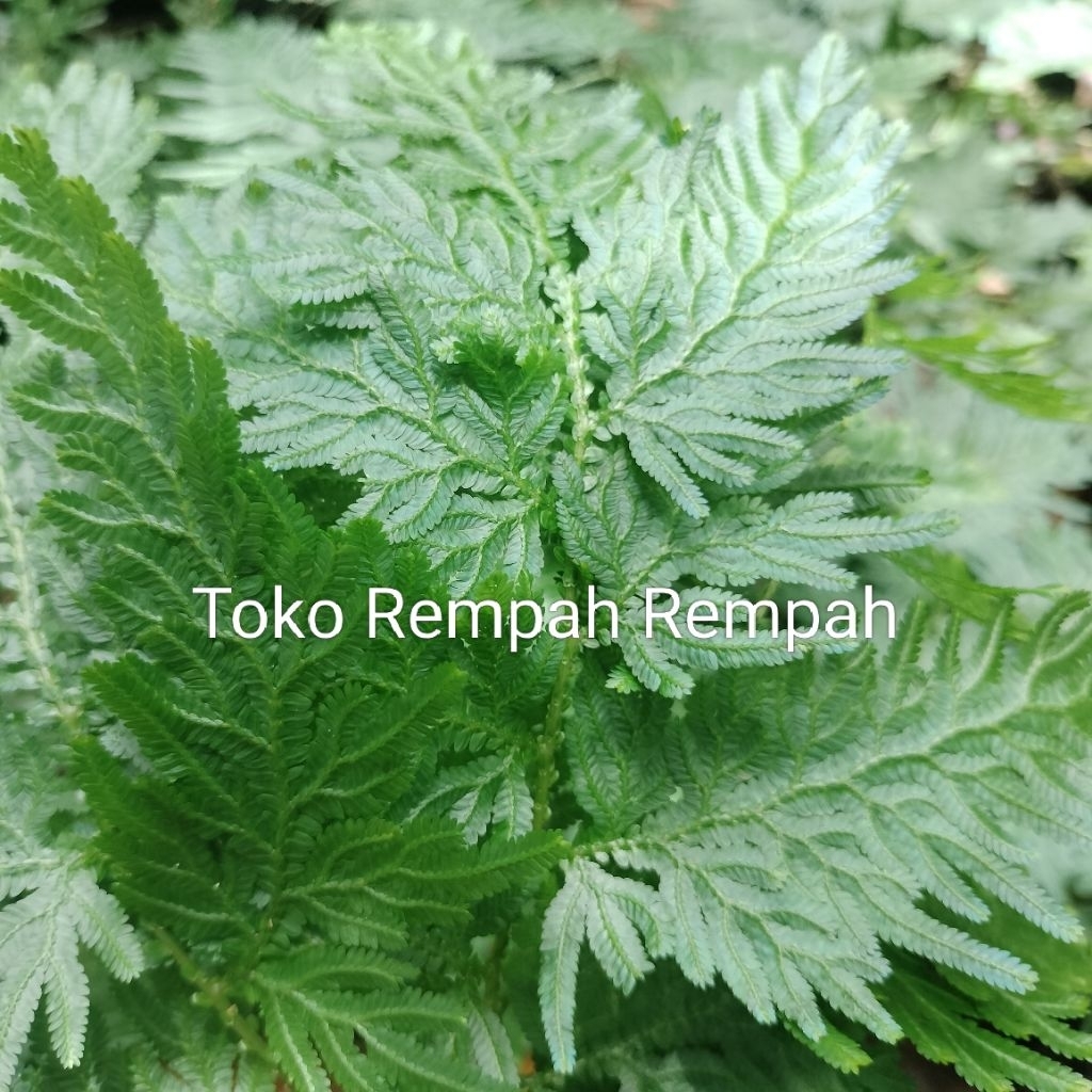 

Daun cakar ayam segar Daun rempah cakar ayam kemasan 300grm