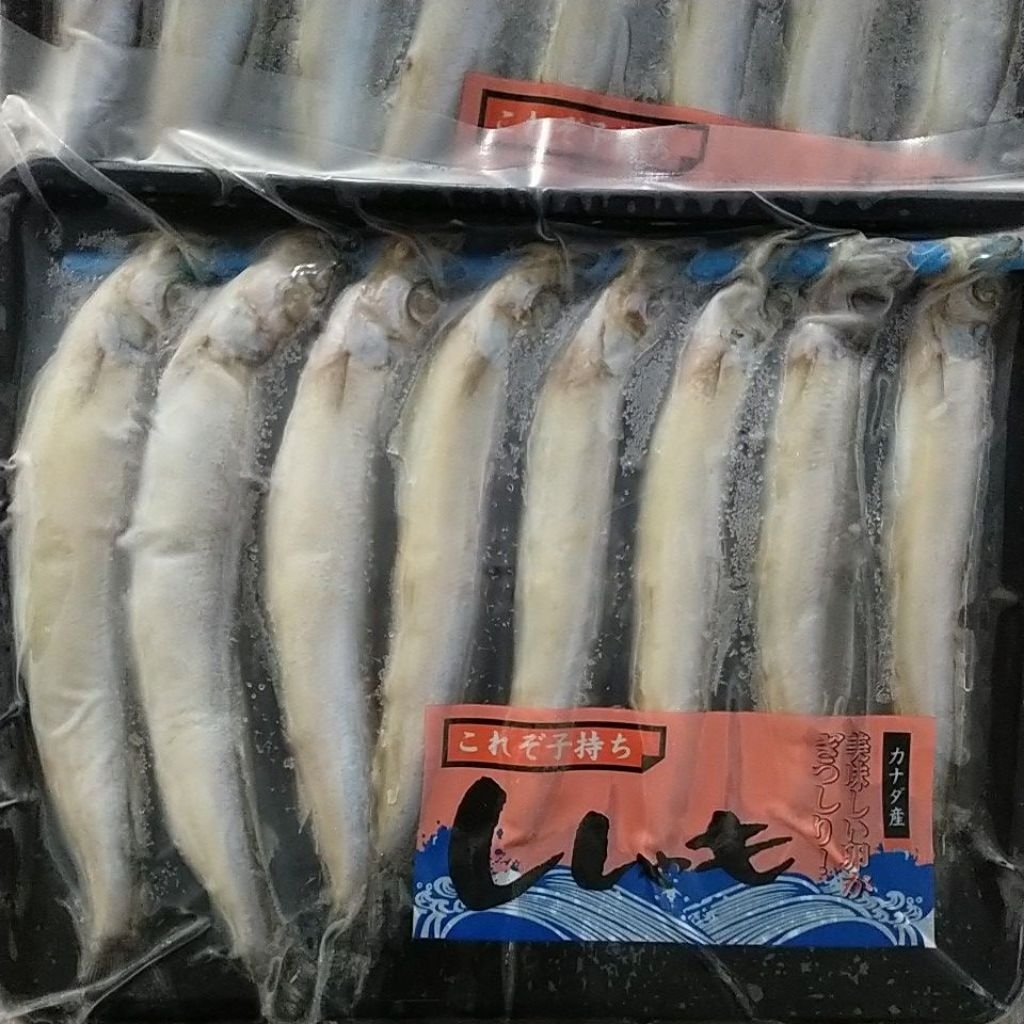 

Ikan Shisamo Betina Garansi Telur
