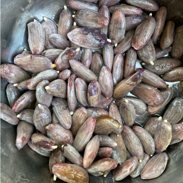 Promo Biji Benih Bibit kakao / Coklat Super siap semai 150 biji