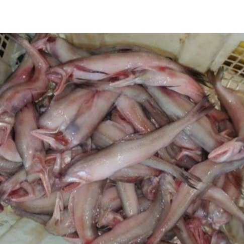 

Ikan Lome Segar Ikan Lome Ikan Lumek Ikan Laut Segar 1Kg