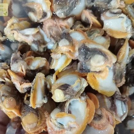 

Kerang Dara Kupas Daging Kerang Dara Segar Seafood Hasil Laut Segar