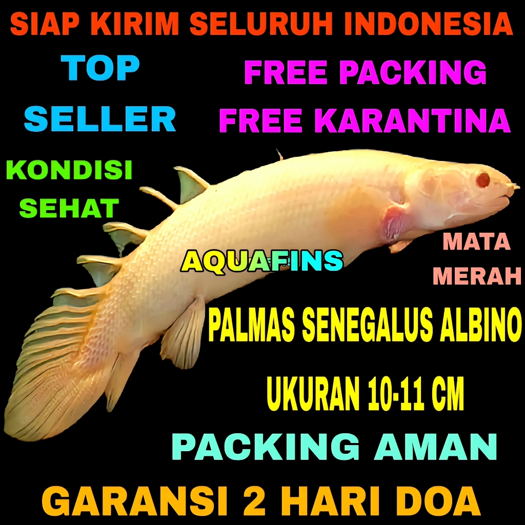 HIASAN PALMAS NAGA DRAGON FEAST POLYPTERUS SENEGALUS ALBINO UKURAN 10-11 CM