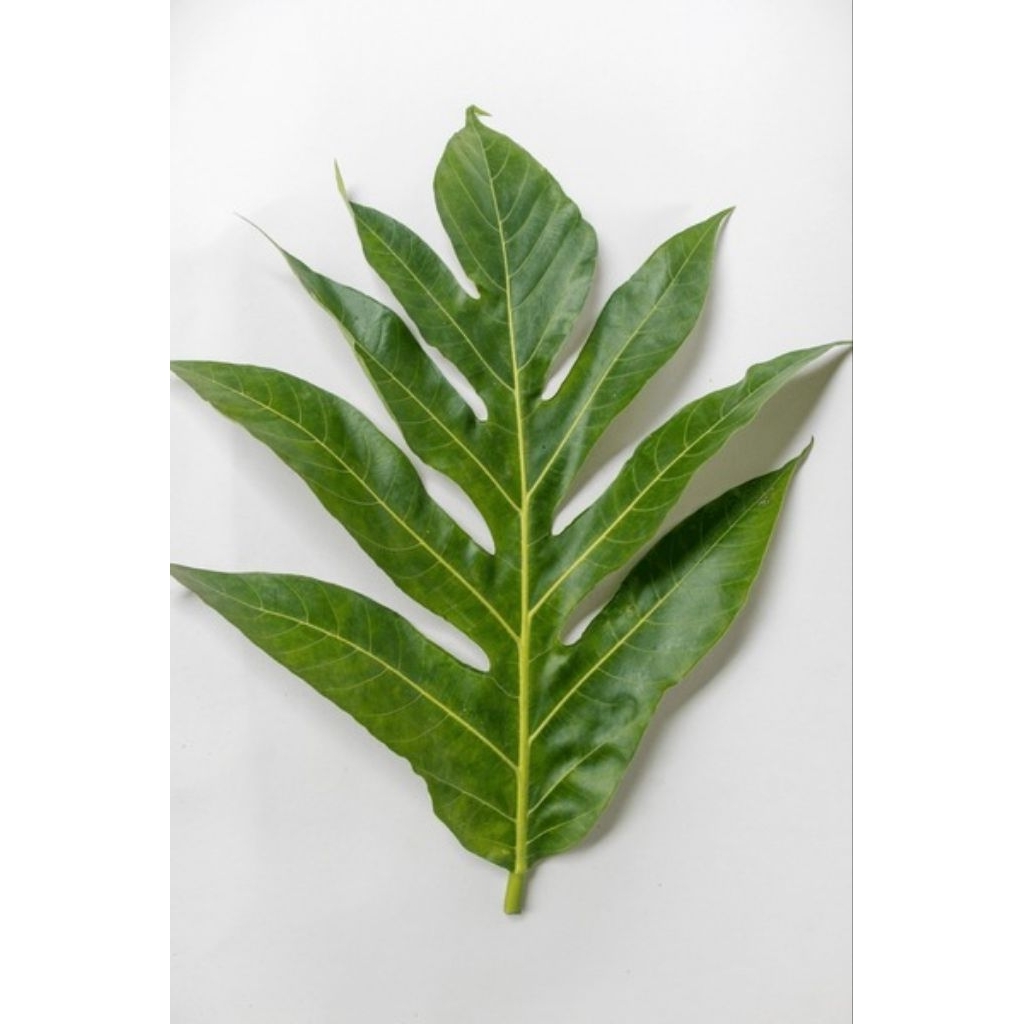 

PERLEMBAR Daun Sukun Segar Pilihan | Herbal Alami untuk Kesehatan Jantung & Ginjal