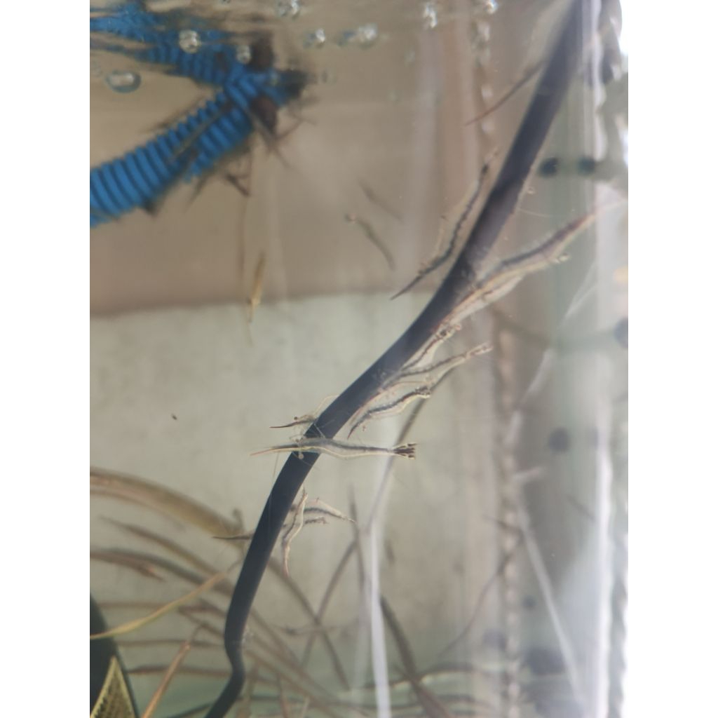 Udang Pinokio / Pinokio Shrimp