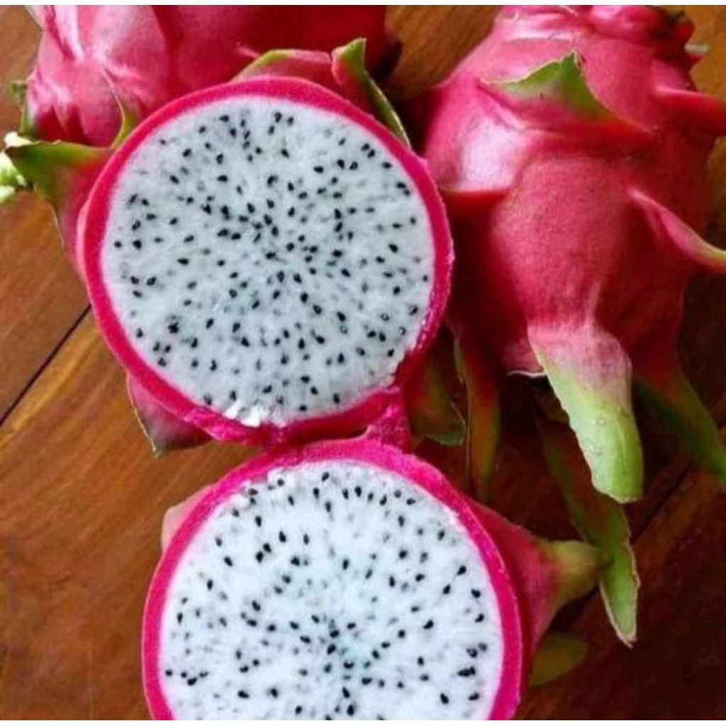 Bibit buah naga putih super manis