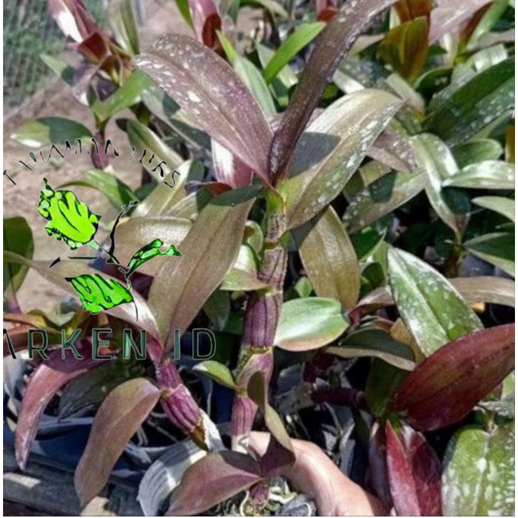 ANGGREK DENDRO MANGOSTEN DEWASA