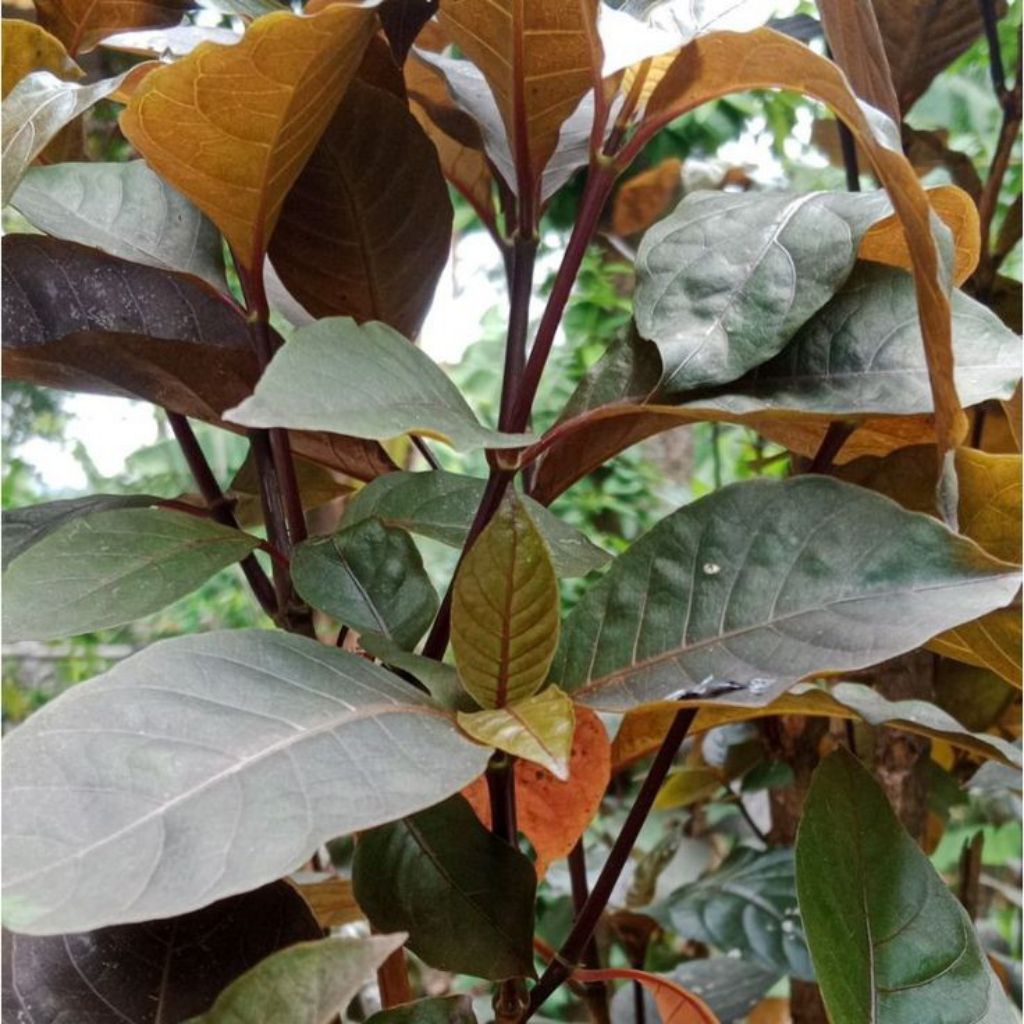 

Daun handelem Daun ungu obat wasir termurah 500 grm