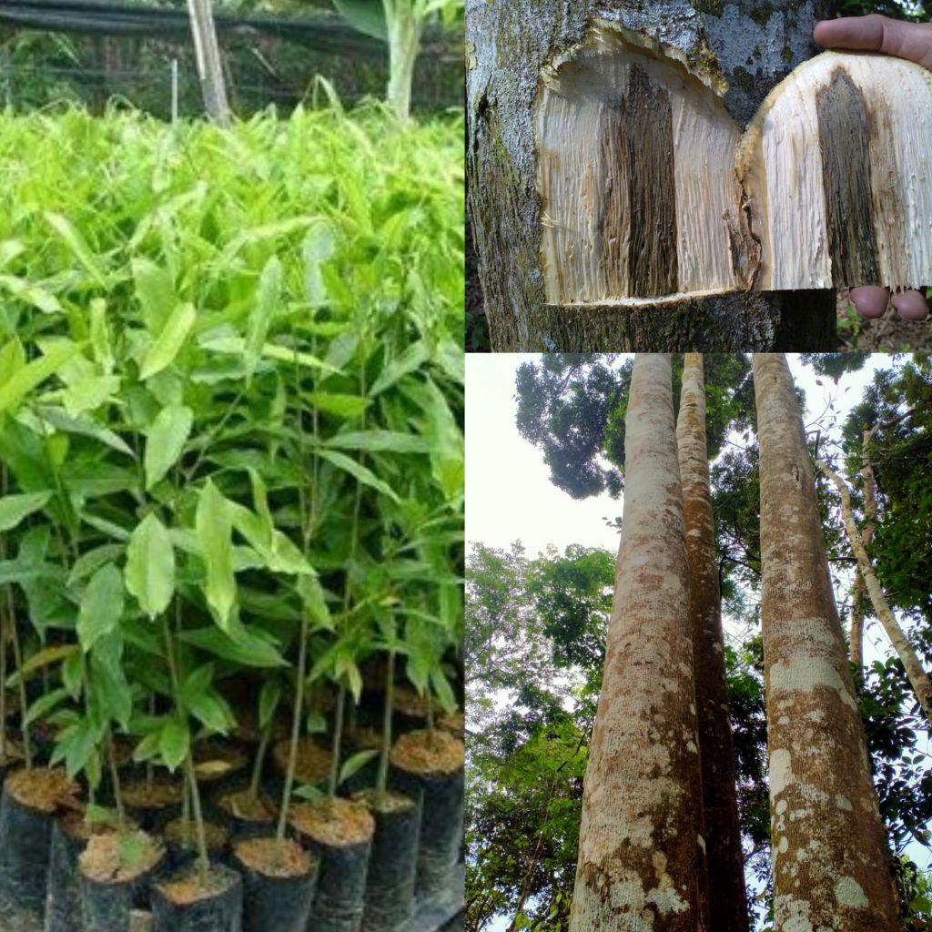 Bibit Kayu Gaharu