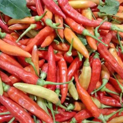 

250 gram cabe rawit segar langsung petik dari petani