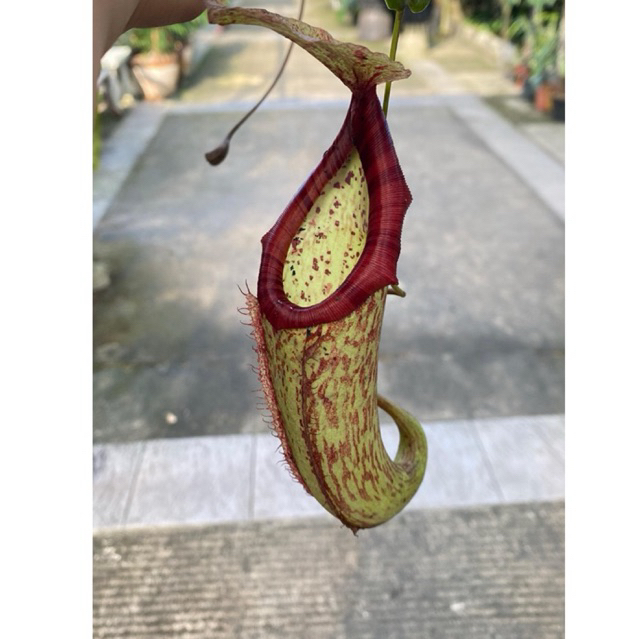 Kantung Semar Miranda