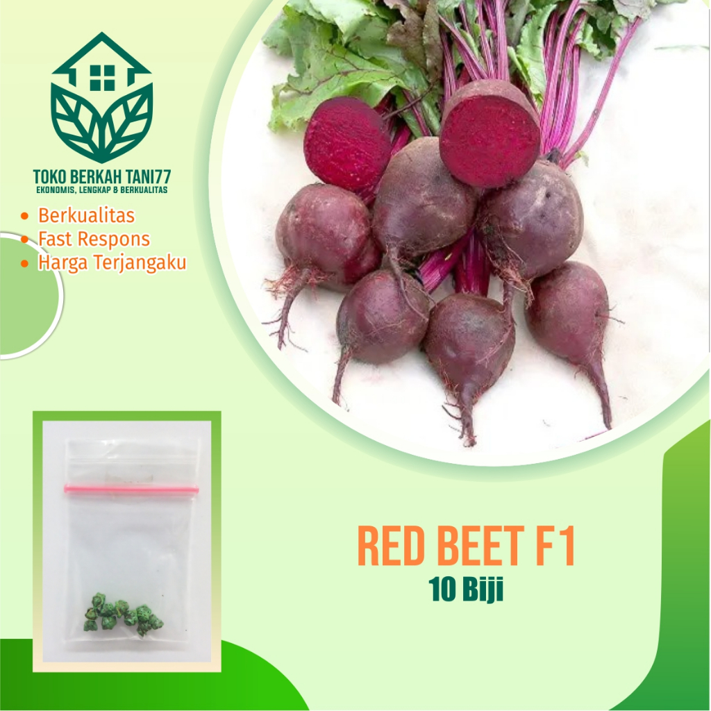 Benih Buah Organic Red Beet Buah Ubi Merah Beetroot Benih Buah-buahan Berkualitas