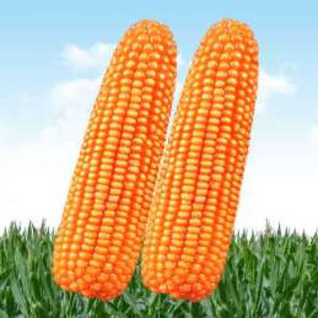 Cod, Benih jagung NK7328 1kg/benih jagung hibrida sumo tanamannya sumo hasilny