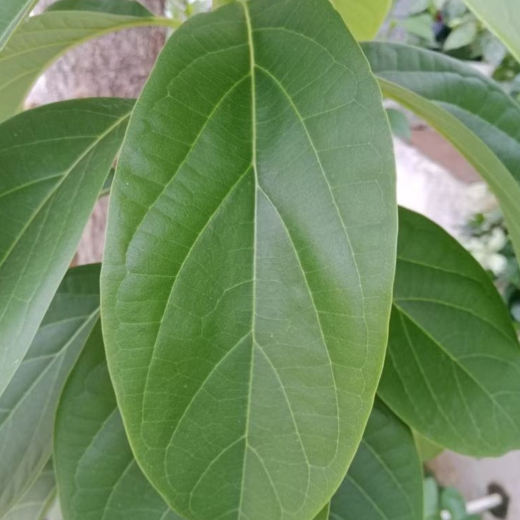 

Herbal Daun Alpukat segar 10 lembar