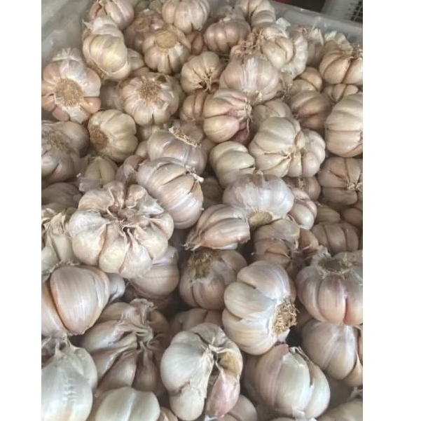 

bawang putih 500 gram