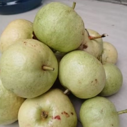 

jambu kristal merah dijamin nyus