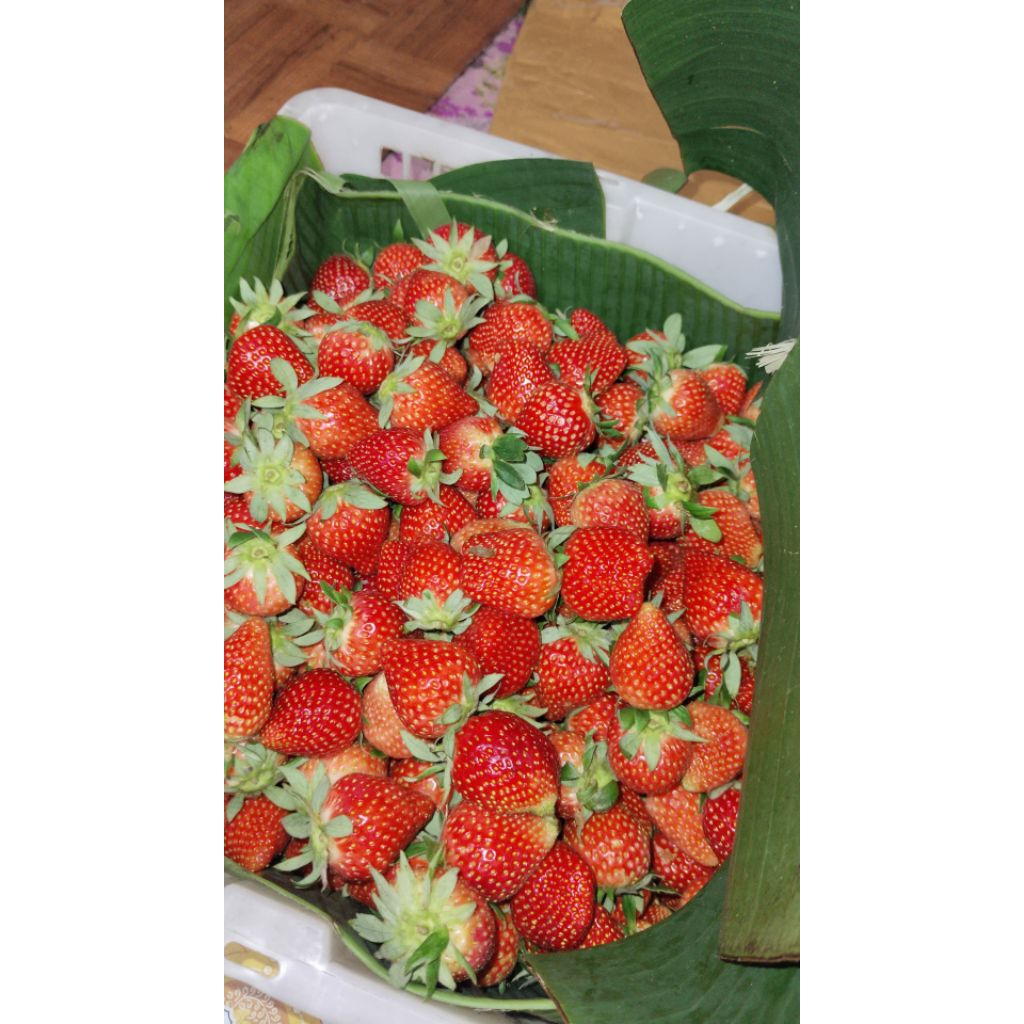 

StrawberryFreshMini