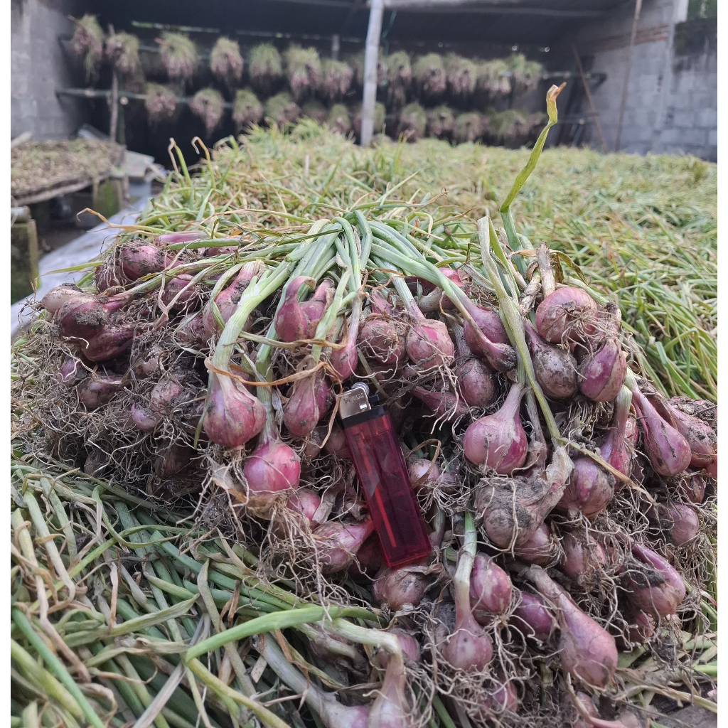 

Bawang Merah super asli petani