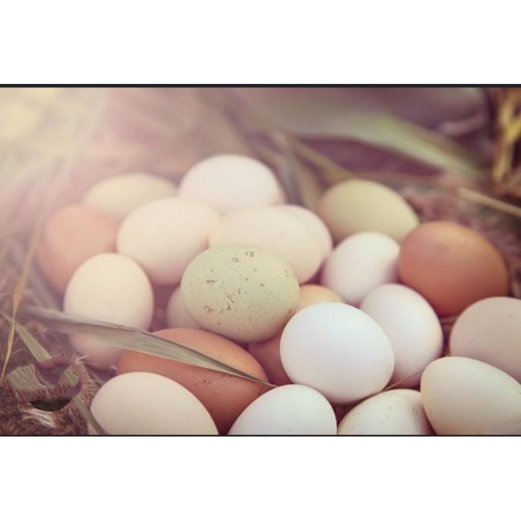 telur tetas ayam ekor lidi fertil