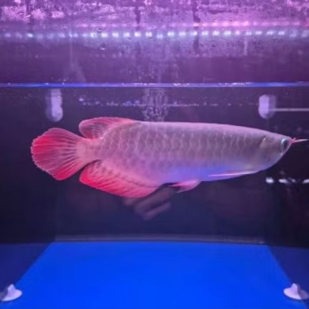 ARWANA SUPER RED GRADE A size 35cm Garansi 100%