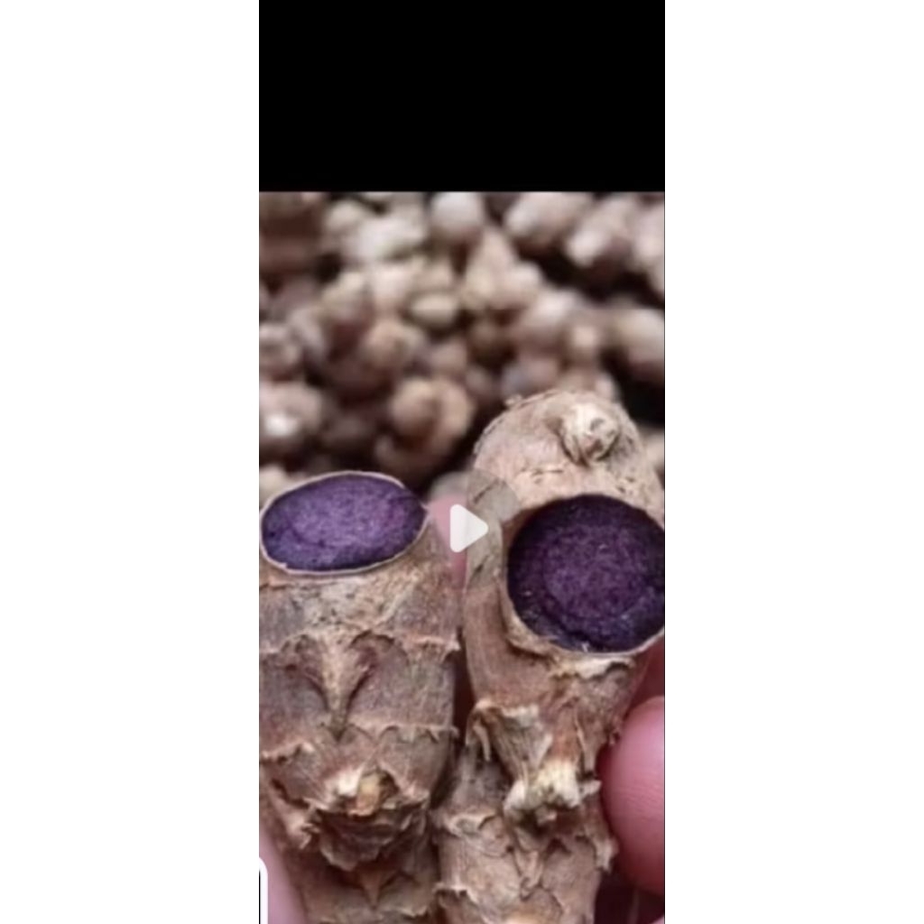 

kunyit hitam asli fresh harga per100g ya kak