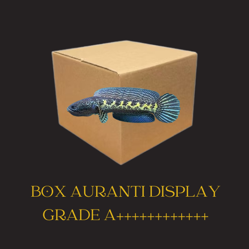 Box Kardus Channa Auranti Display Gondrong Size 20-30cm Gondrong Dorpol Jaminan Flering