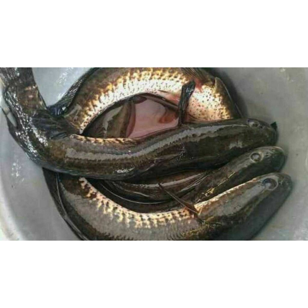

ikan gabus 1kg by pasar Tasik online