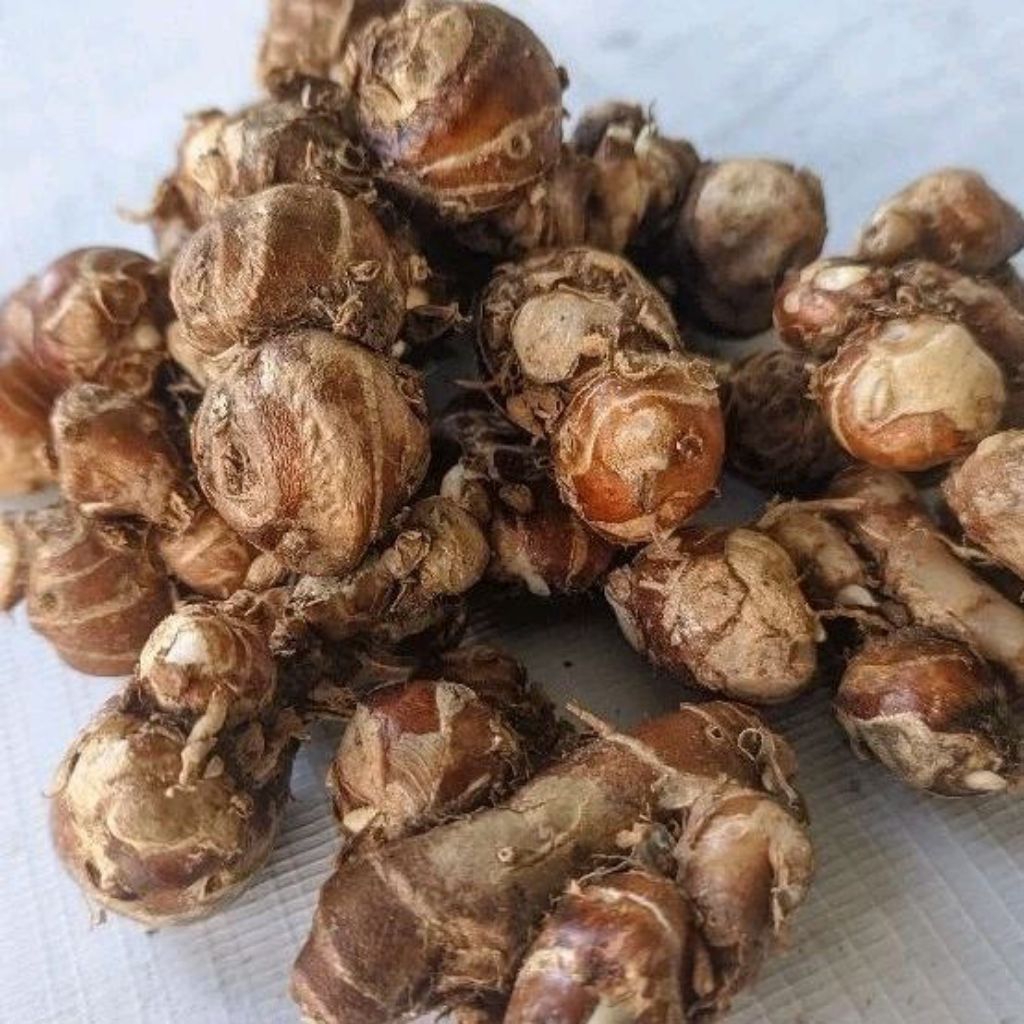 

Kencur Segar Fresh 10kg Kencur Berasa Dan Berkualitas Unggul Cocok Untuk Jamu Rempah Maupun Bumbu Seblak