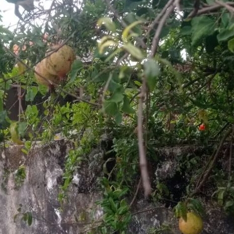 

buah delima lokal dua biji