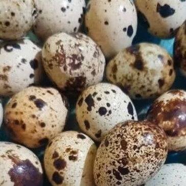 

INSTAN KOTA JAMBI Telor Puyuh per 10 butir