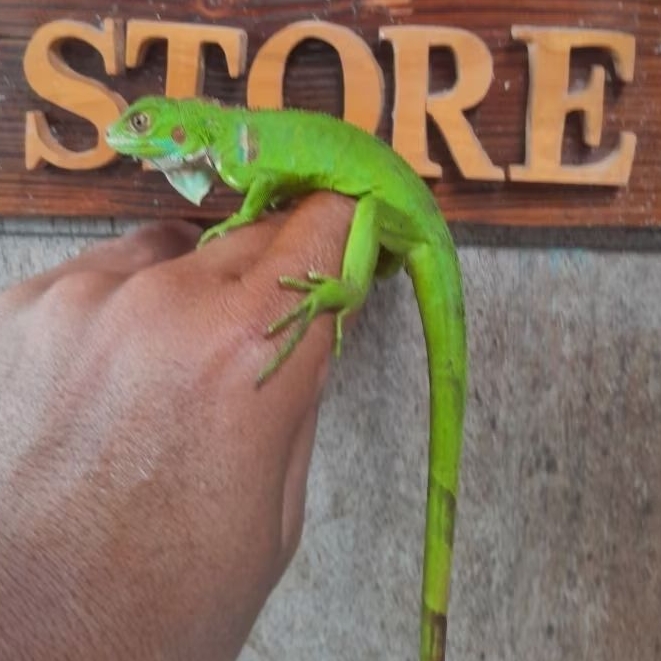 Mainan Iguana baby  Green, Red, Albino, Dsb