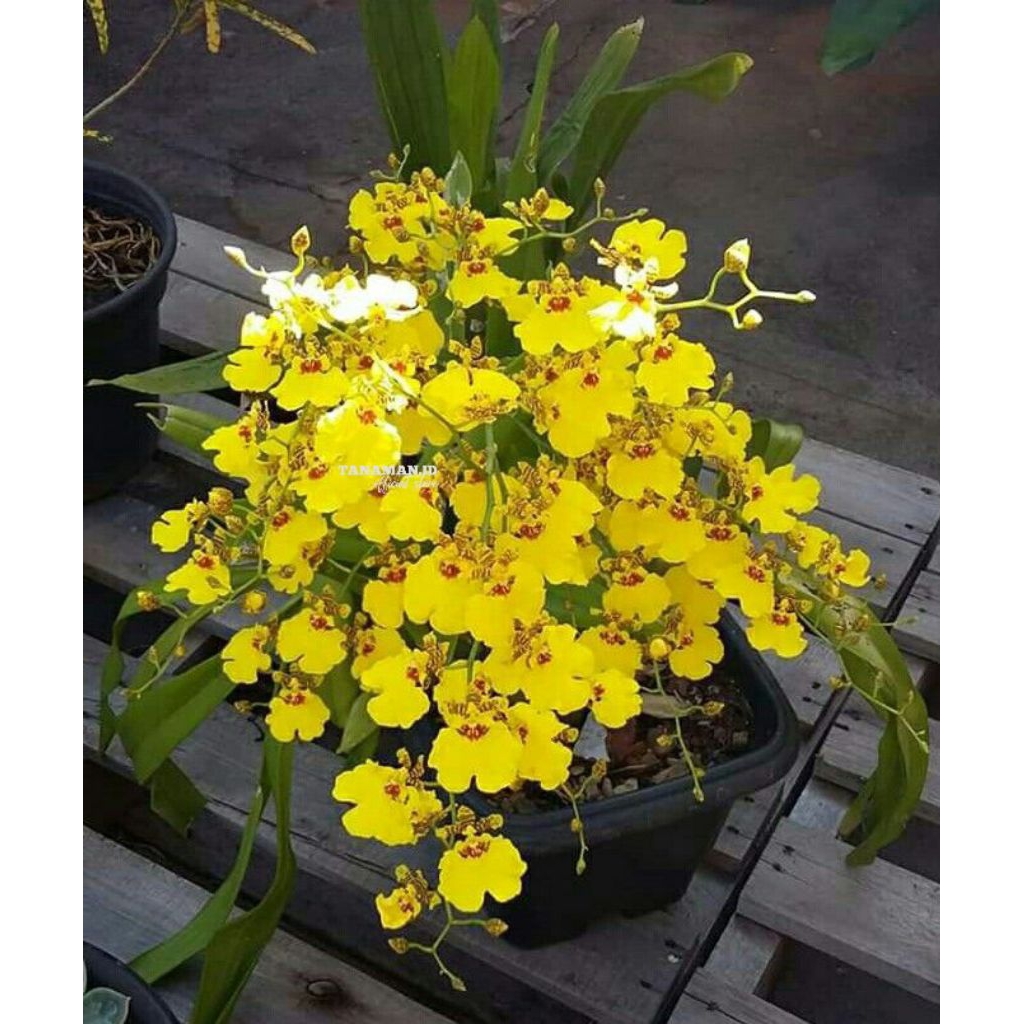 Anggrek Oncidium hybrid berbunga wangi ( aloha extact)