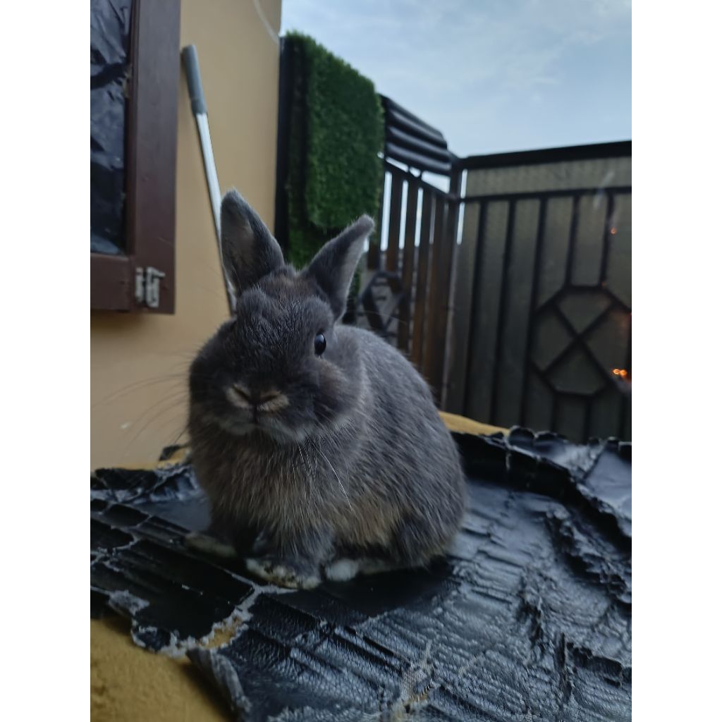 Pejantan kelinci hias ND Netherland dwarf