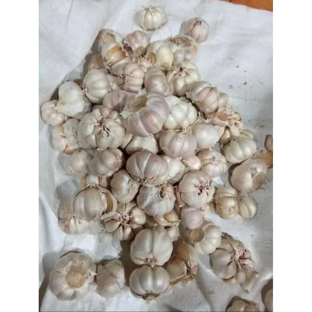 

bawang putih fresh bersih berkualitas 250gr