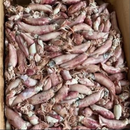 

Cumi Asin 1/2 kg- 1kg