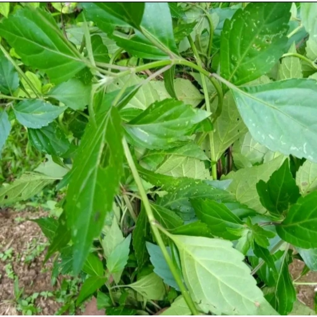 

daun kumis kucing 100 gram