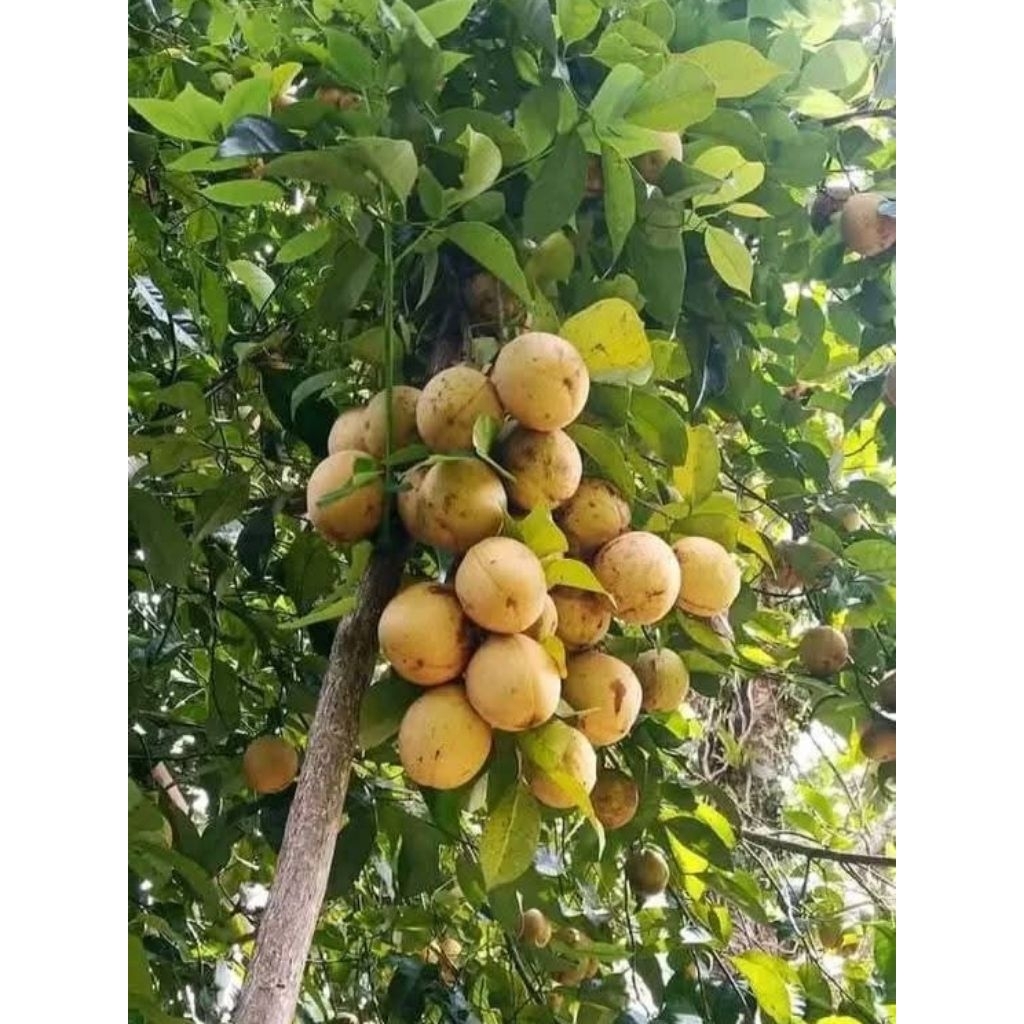

Buah pala utuh presh segar 1kg