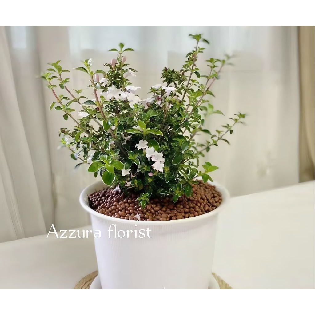 Tanaman hias seribu bintang varigata bunga putih / tanaman mirten varigata