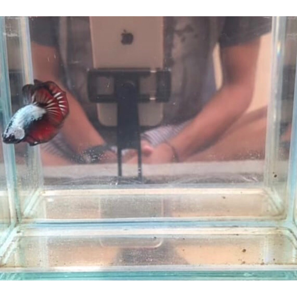 Stiker Cupang Black Samurai Red Tail