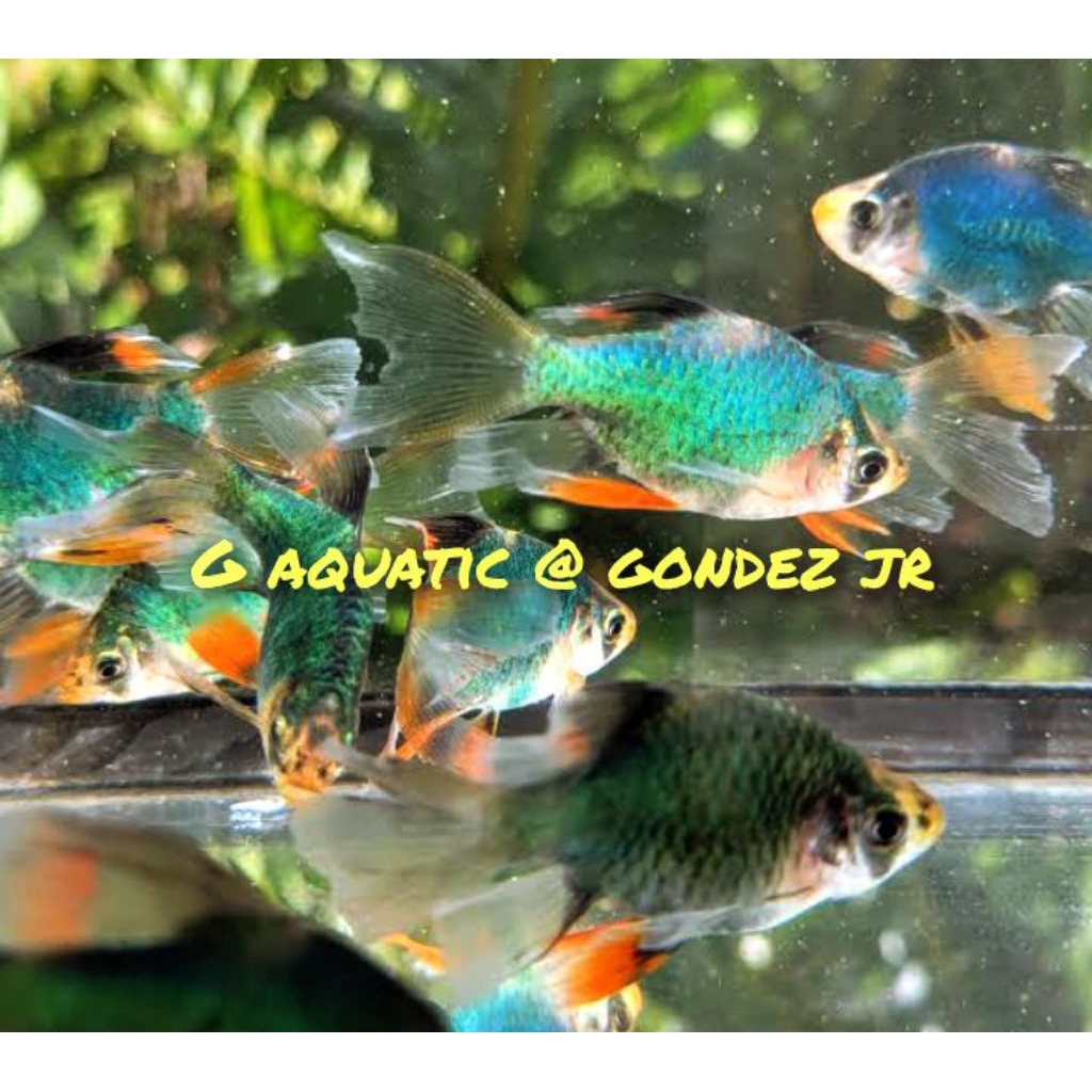 ikan sumatra green Tiger slayer size XL