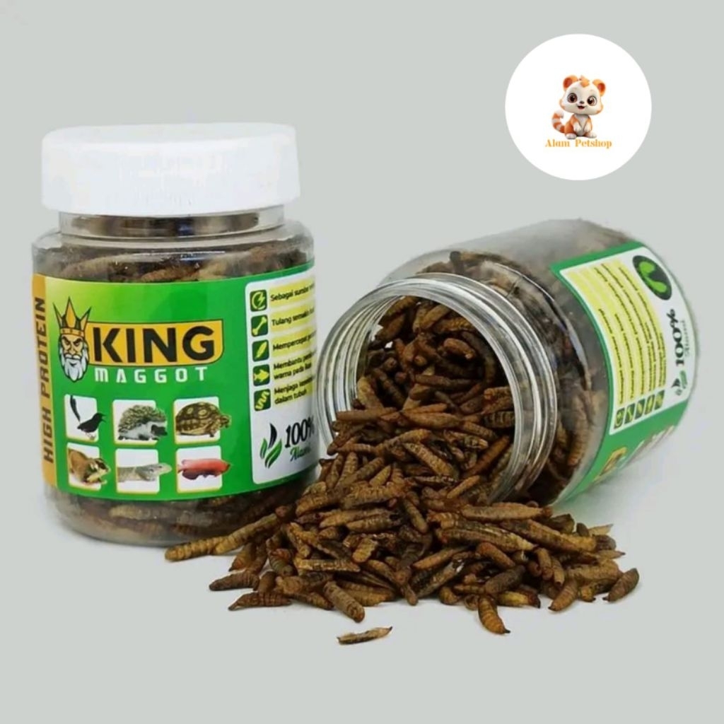 KING MAGGOT BSF SUPER MAGGOT KERING DRY FRESH MAGGOT