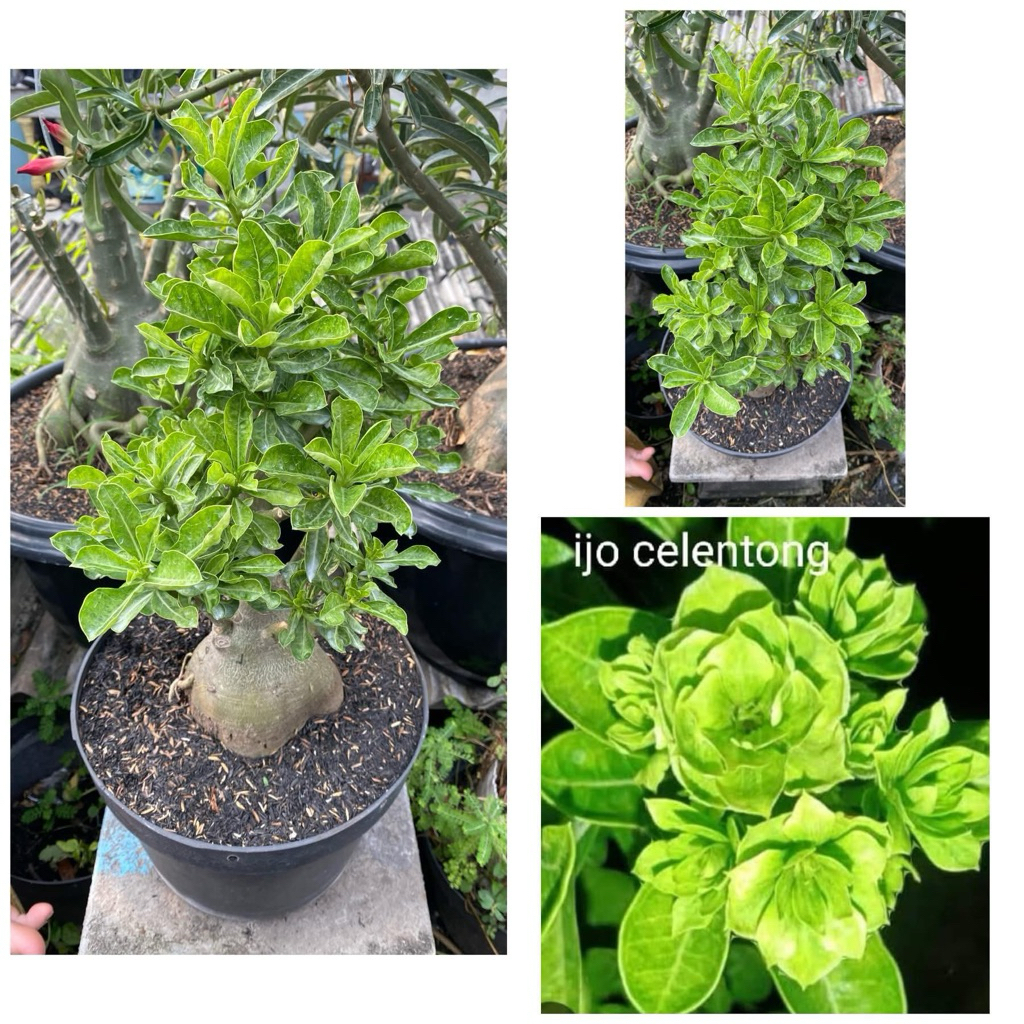 Adenium Grafting Size D+ “Ijo Celentong”