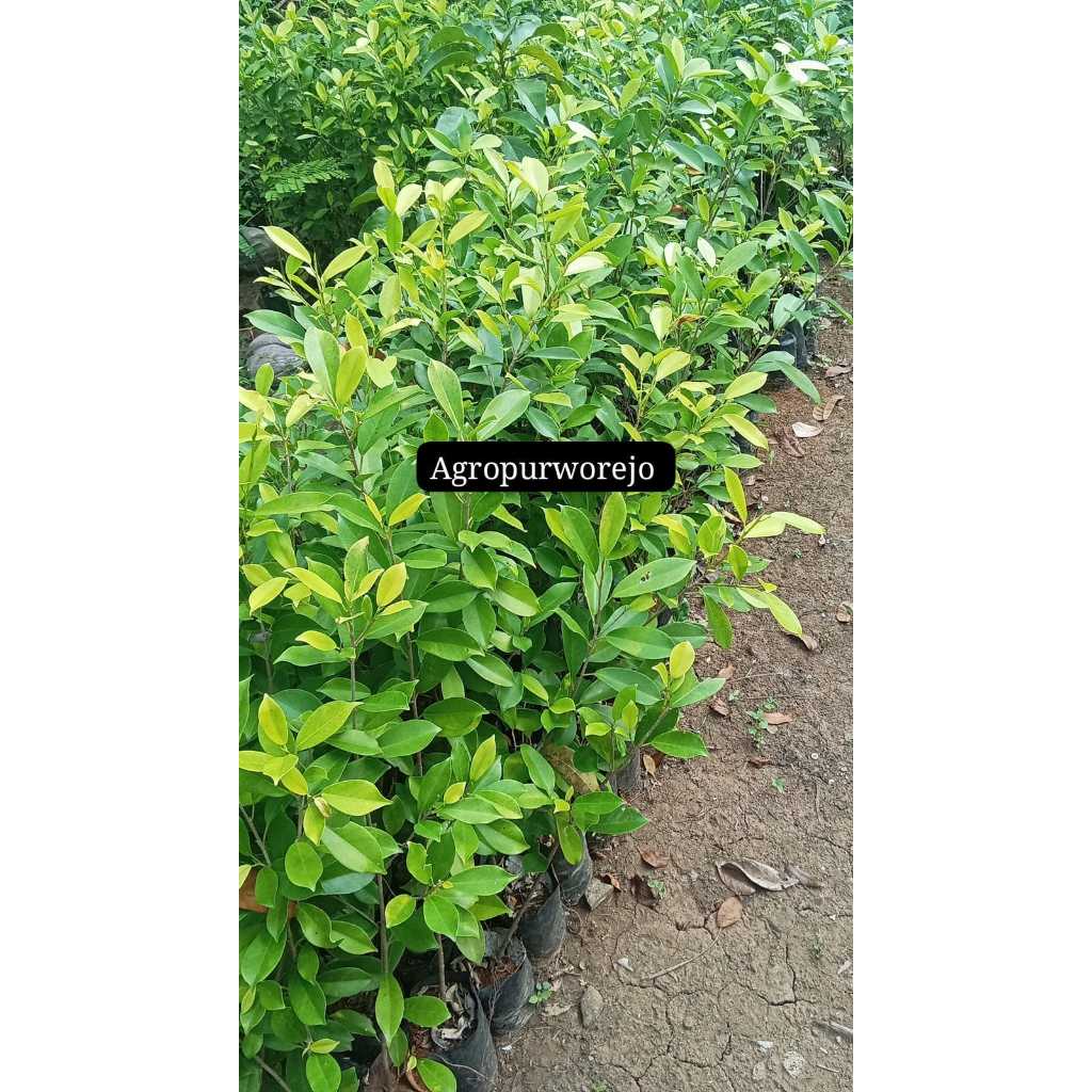 Bibit tanaman Beringin Golden - Daun Keemasan - Banyak di cari