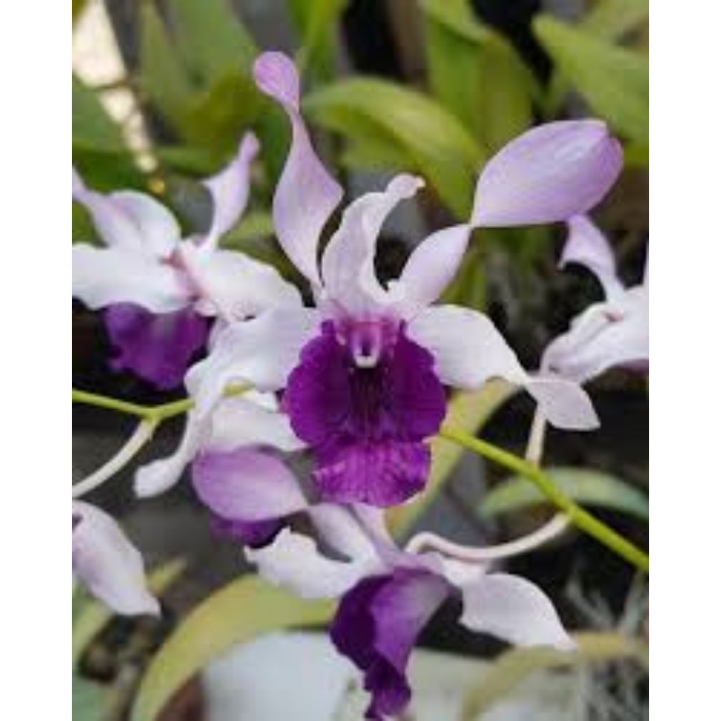 anggrek Inaraya blue