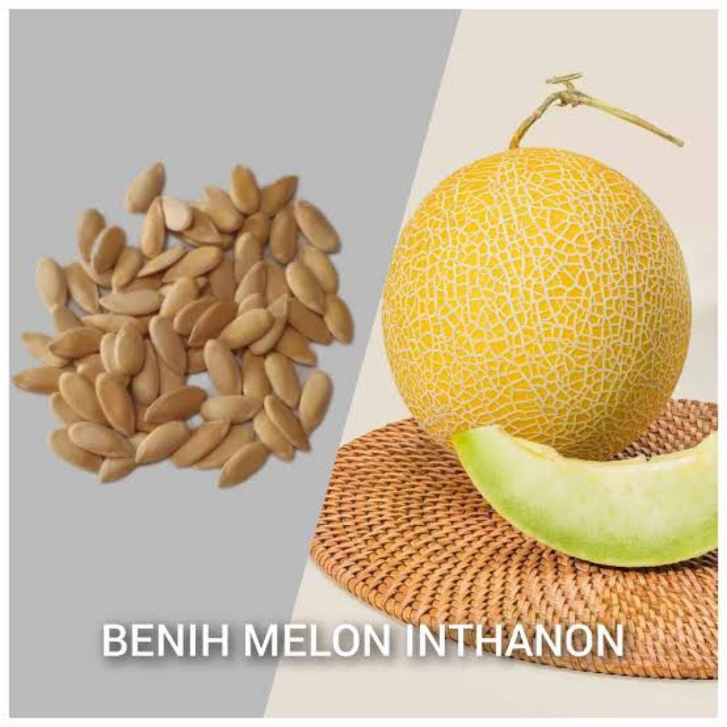 Termurah, 100+ biji benih melon inthanon golden super bibit unggul