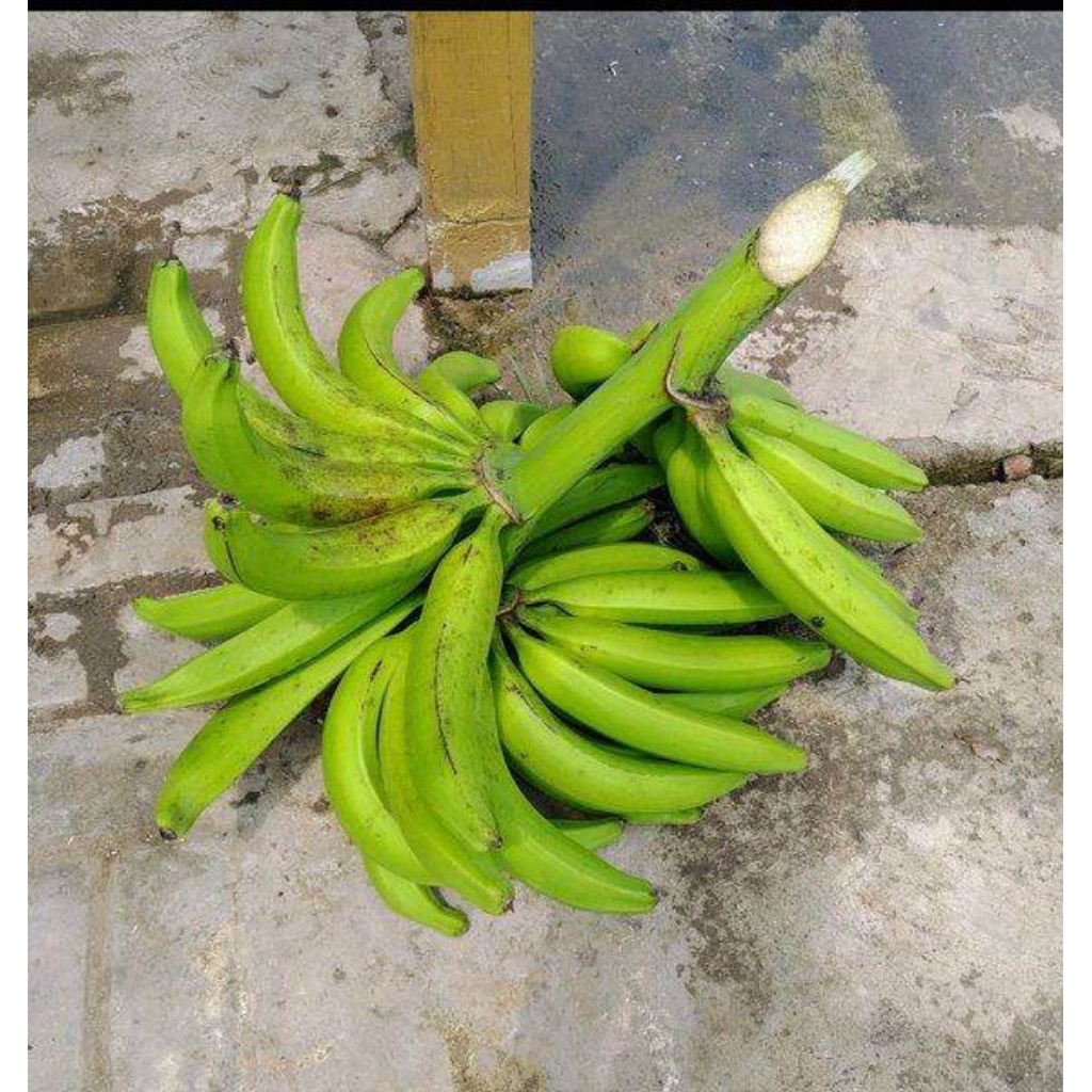 

pisang kapas