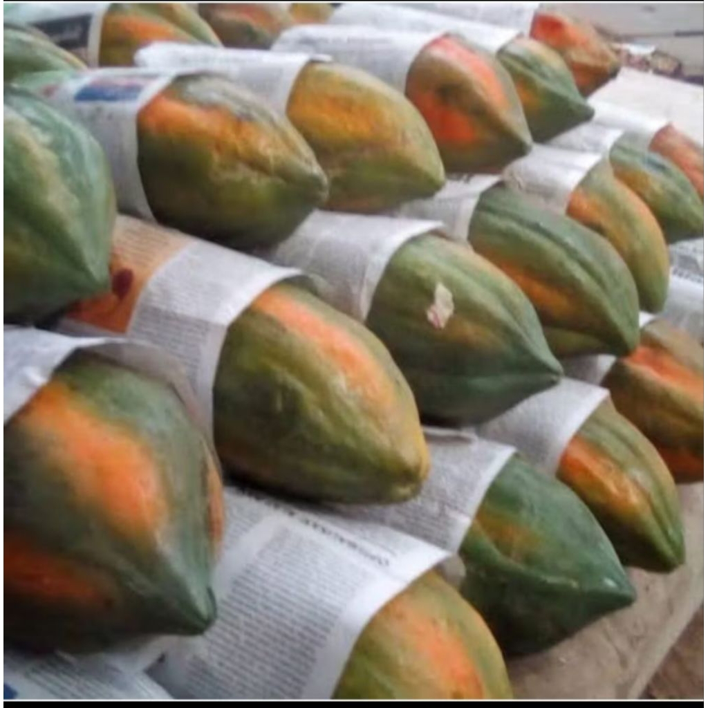 40 BENIH BIJI PEPAYA BANGKOK SUPER