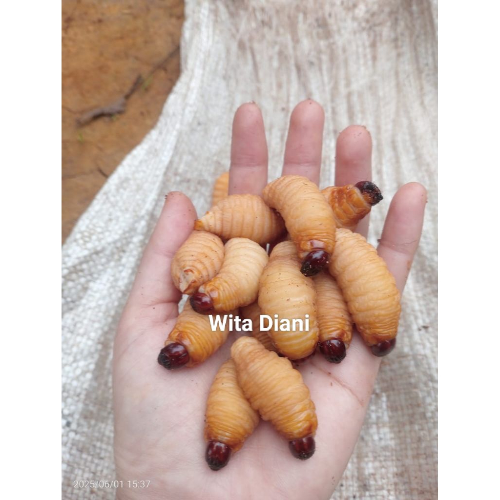 Ulat sagu umpan pancing super gacor
