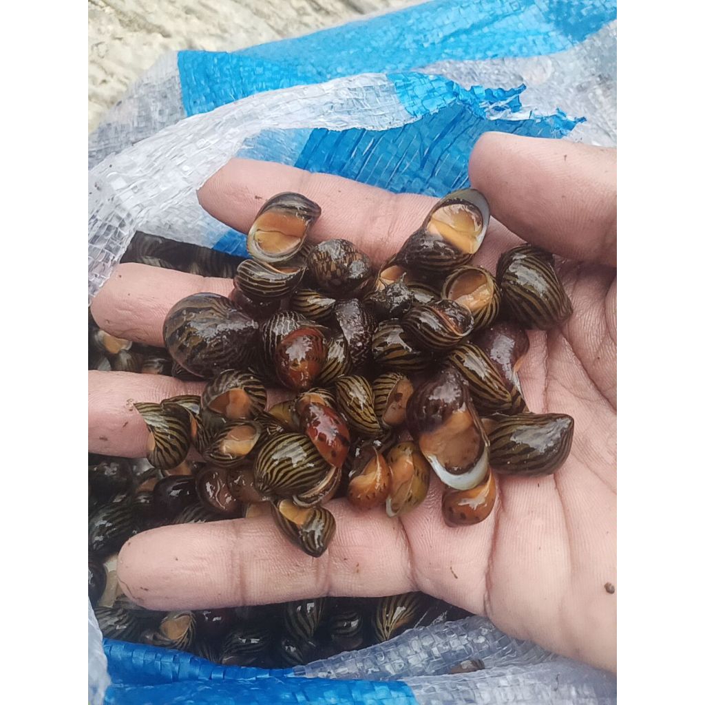 

keong Bawang pembersih alga.Beli 20 dapat bonus
