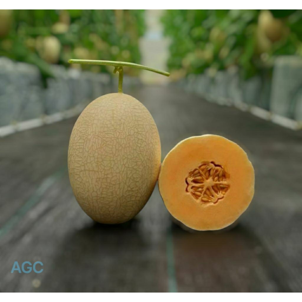 

melon sweetnet9 size 1.2 kg